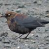 rusty-blackbird-male-nonbreeding_1352093638