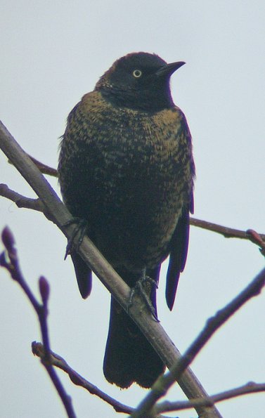 rusty-blackbird-male-nonbreeding