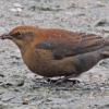 rusty-blackbird-with-spruce-seeds-best-