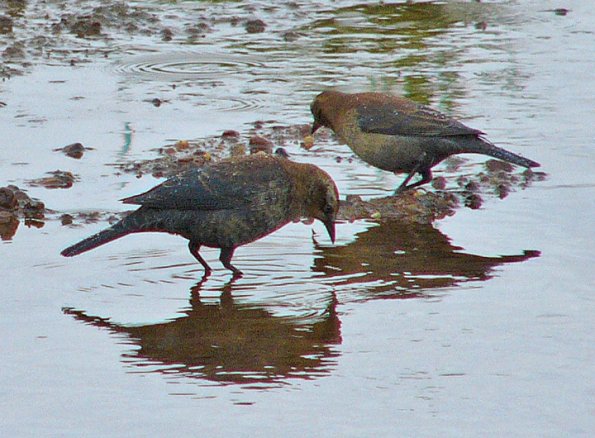 rusty-blackbirds-looking-for-aquatic-insects