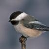 black-capped-chickadee