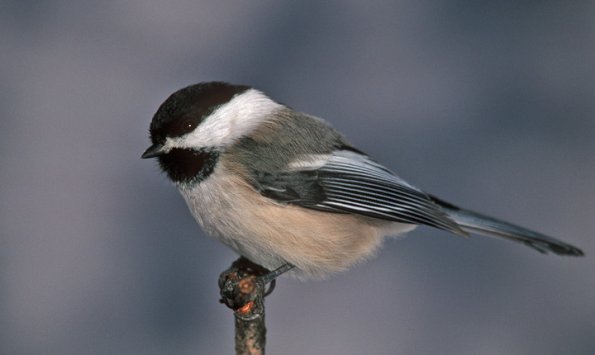 black-capped-chickadee