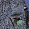 boreal-chickadee