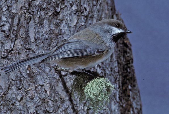 boreal-chickadee