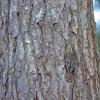 brown-creeper-1