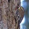 brown-creeper-2