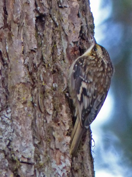 brown-creeper-2