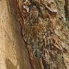 brown-creeper-at-nest-site
