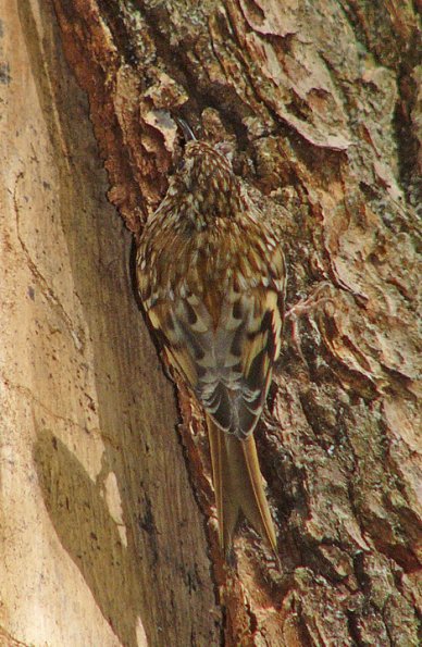 brown-creeper-at-nest-site