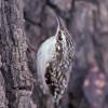 brown-creeper