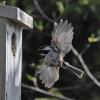 chestnut-backed-chickadee-at-nest-box