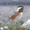 chestnut-backed-chickadee-juneau-jan.-30