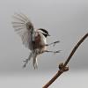 chestnut-backed-chickadee-landing