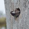 chestnut-backed-chickadee-leaving-nest