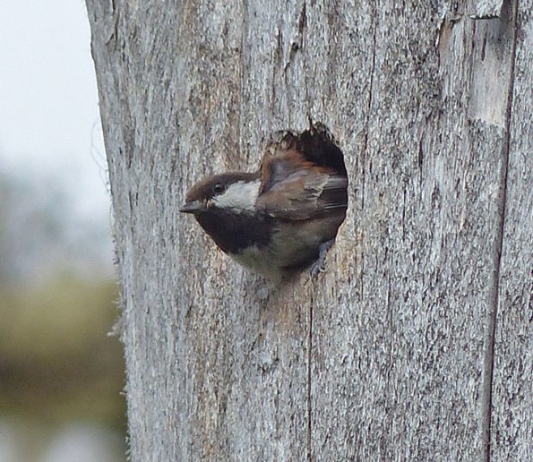 chestnut-backed-chickadee-leaving-nest