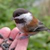 chestnut-backed-chickadee-on-hand