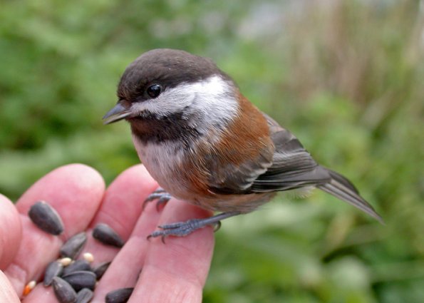 chestnut-backed-chickadee-on-hand