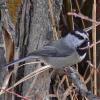 mountain-chickadee-portrait