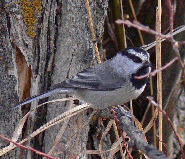 mountain-chickadee-portrait