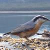 red-breasted-nuthatch-at-feeder