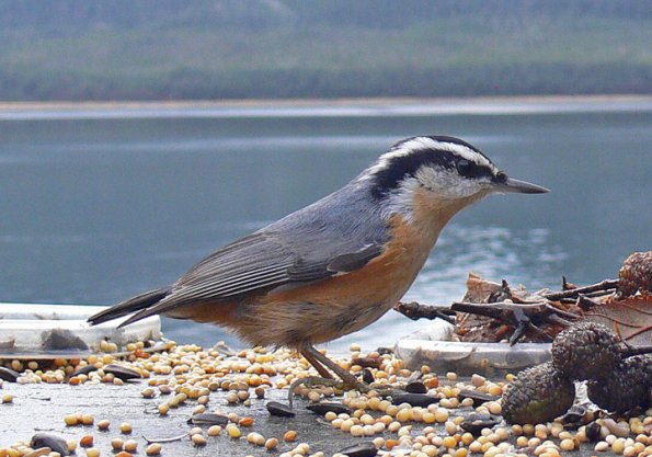 red-breasted-nuthatch-at-feeder