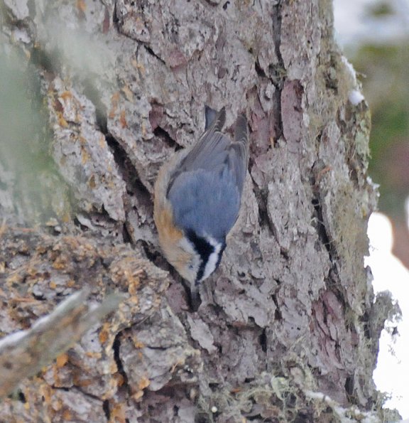 red-breasted-nuthatch-feeding-2