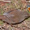 winter-wren-adult-and-young-at-nest
