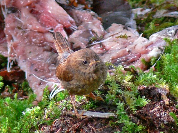 winter-wren-at-salmon-carcass
