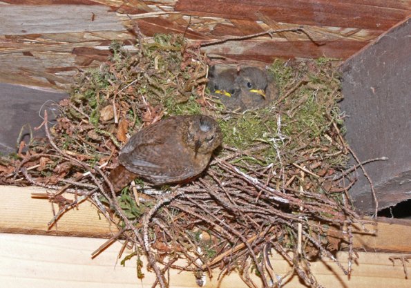 winter-wren-nest