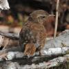 winter-wren-profile-1
