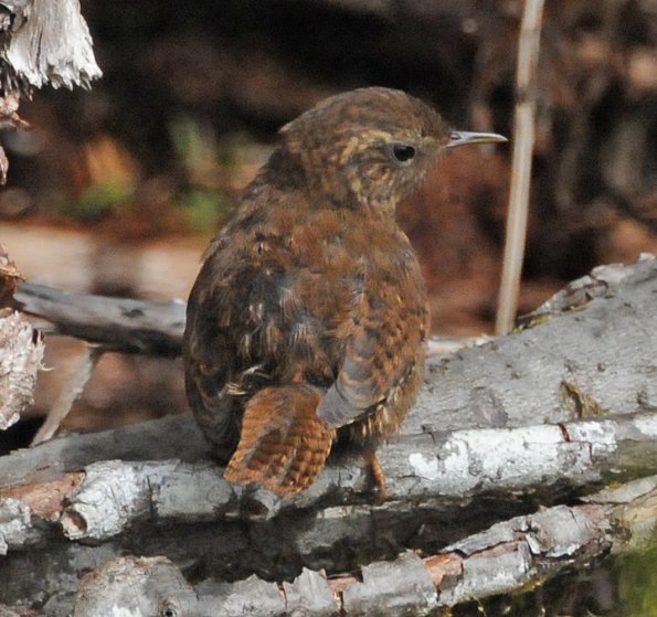 winter-wren-profile-1