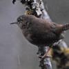 winter-wren-profile-2