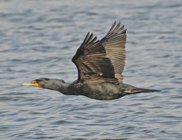 double-crested-cormorant-adult-in-flight