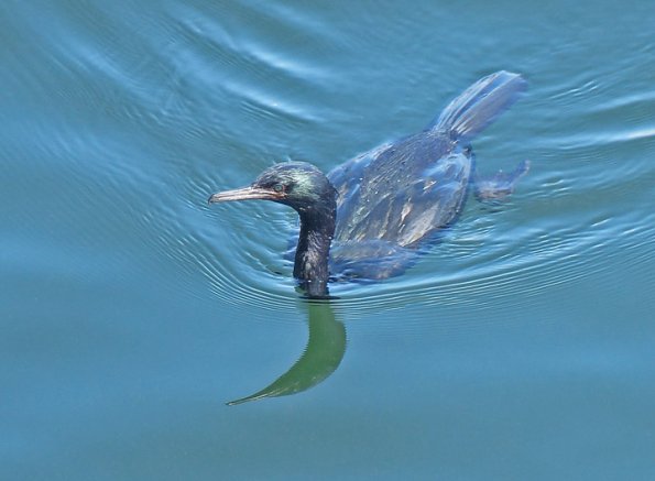 double-crested-cormorant-adult-nonbreeding