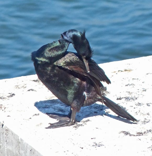 double-crested-cormorant-july-22