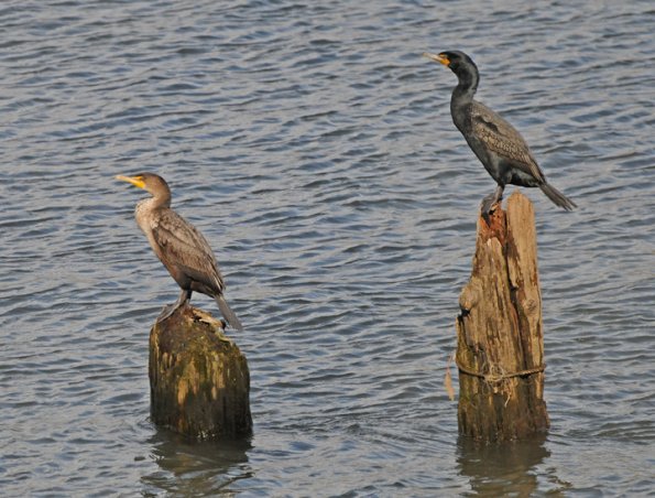 double-crested-cormorants-juvenile-left-and-adult