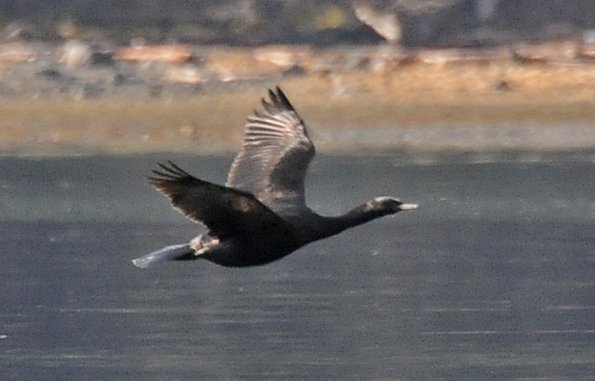 pelagic-cormorant-in-flight