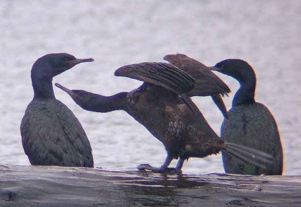 pelagic-cormorant-interesting-pose