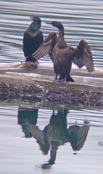 pelagic-cormorant-juvenile-with-wings-outstretched