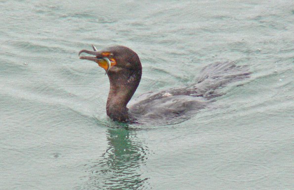 pelagic-cormorant-with-pacific-sand-lance