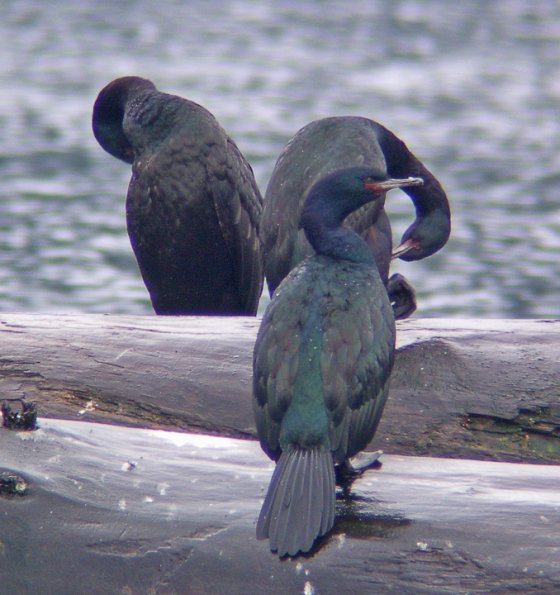 pelagic-cormorants-1