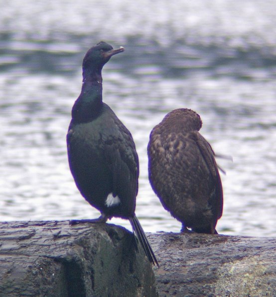 pelagic-cormorants-3