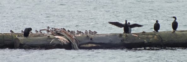 pelagic-cormorants-and-rock-sandpipers-2