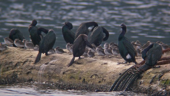 pelagic-cormorants-and-rock-sandpipers-sleeping