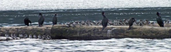 pelagic-cormorants-and-rock-sandpipers-with-finepix
