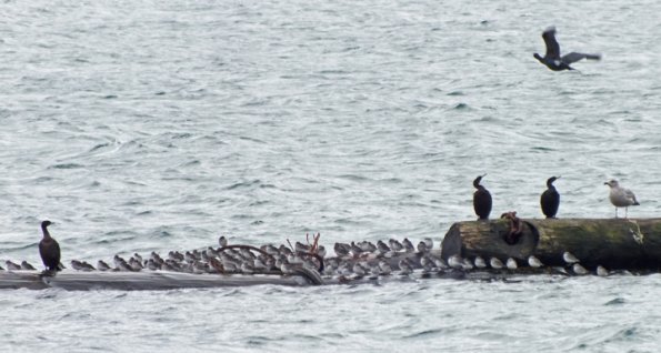 pelagic-cormorants-and-rock-sandpipers