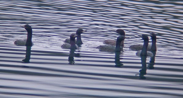 pelagic-cormorants-in-the-water
