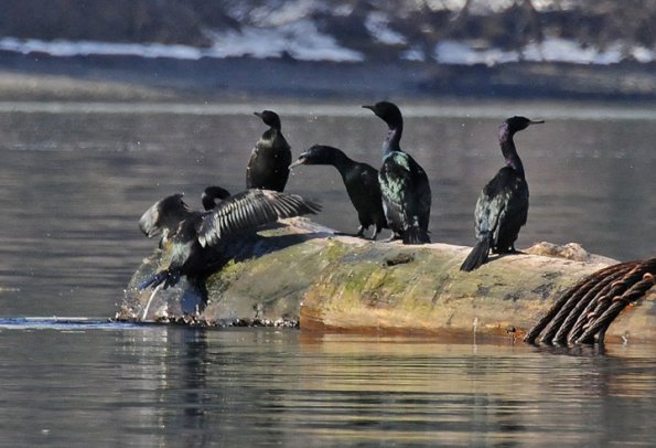 pelagic-cormorants-slipping-on-a-log