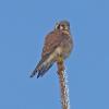American-Kestrel-in-February