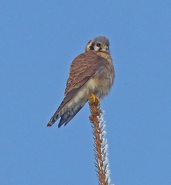 American-Kestrel-in-February